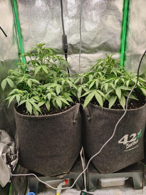 Apple Strudel & Orange Sherbet Auto. Week 5 - 03.09.
24h später und frisch gegossen und gefüttert
