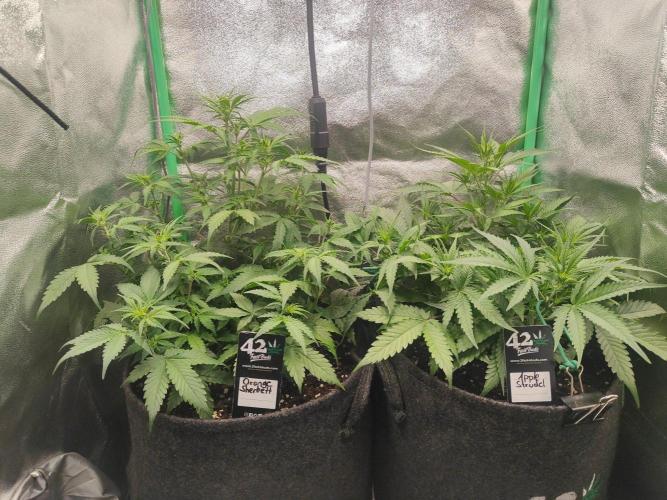 Apple Strudel & Orange Sherbet Auto. Week 5 - 48h später 