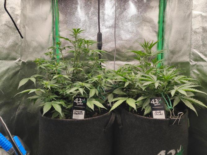 Apple Strudel & Orange Sherbet Auto. Week 5 - 72h später