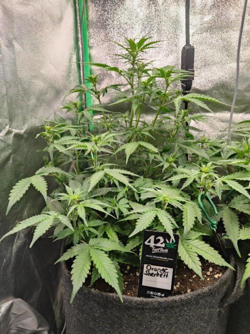 Apple Strudel & Orange Sherbet Auto. Week 5 - Ich finde die Orange Sherbet schöner 🤫 