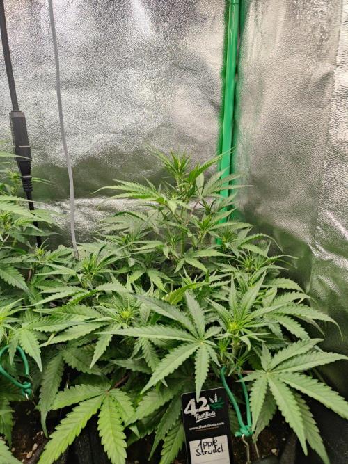 Apple Strudel & Orange Sherbet Auto. Week 5 - Aber die Apple hat schönere Blätter 😁 