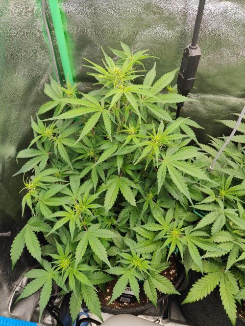 Apple Strudel & Orange Sherbet Auto. Week 5 - Orange Sherbet