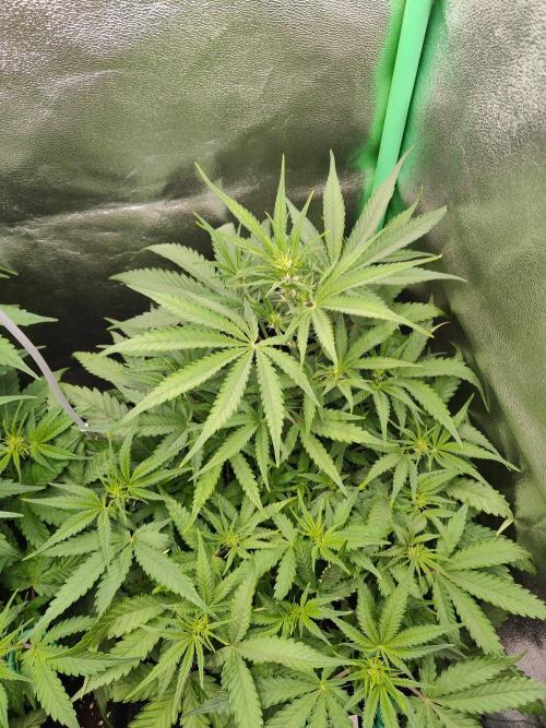 Apple Strudel & Orange Sherbet Auto. Week 5 - Apple Strudel 