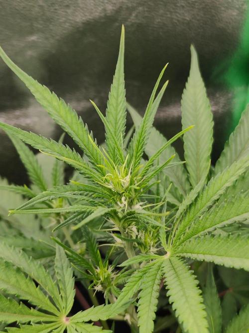 Apple Strudel & Orange Sherbet Auto. Week 5 - Apple Strudel