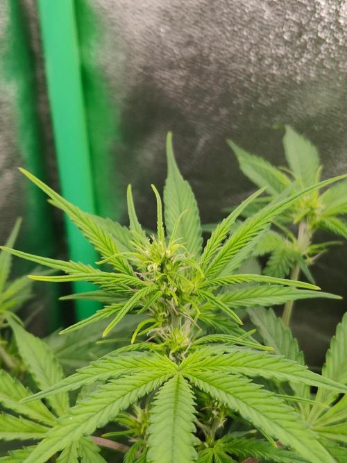 Apple Strudel & Orange Sherbet Auto. Week 5 - Orange Sherbet