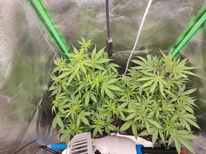 Apple Strudel & Orange Sherbet Auto. Week 5