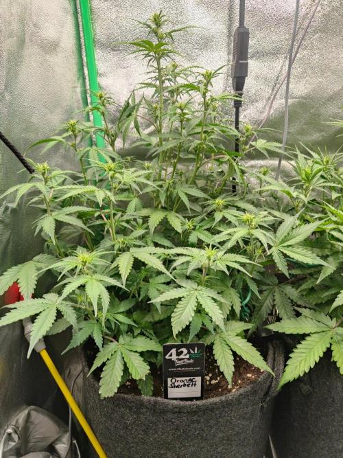 Apple Strudel & Orange Sherbet Auto. Week 5