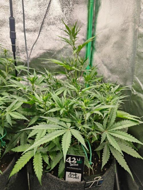 Apple Strudel & Orange Sherbet Auto. Week 5