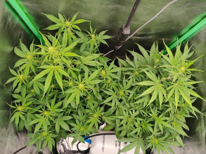 Apple Strudel & Orange Sherbet Auto. Week 5