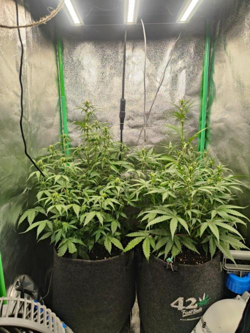 Apple Strudel & Orange Sherbet Auto. Week 6