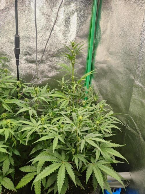 Apple Strudel & Orange Sherbet Auto. Week 6