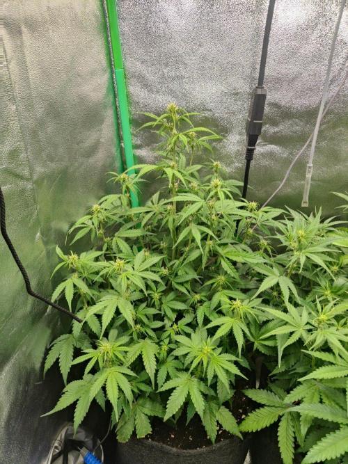 Apple Strudel & Orange Sherbet Auto. Week 6