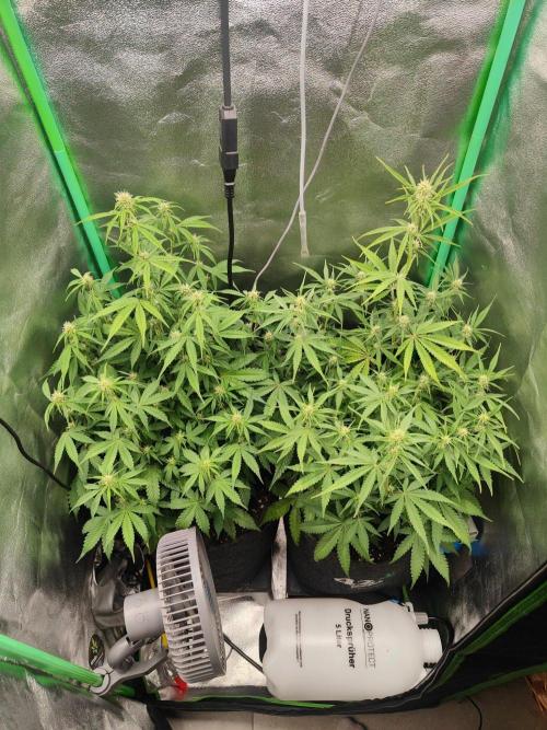 Apple Strudel & Orange Sherbet Auto. Week 6