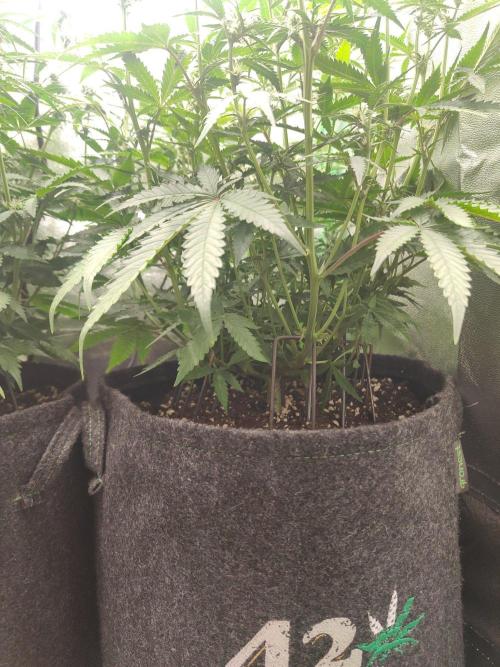 Apple Strudel & Orange Sherbet Auto. Week 6