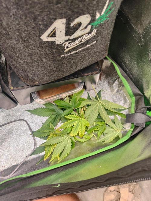 Apple Strudel & Orange Sherbet Auto. Week 6