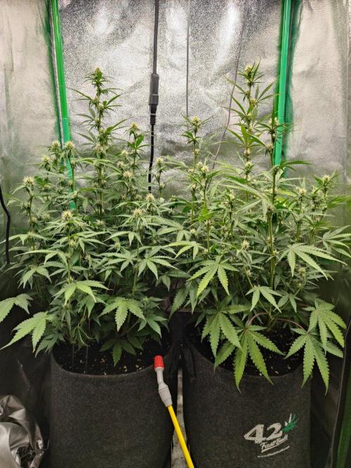 Apple Strudel & Orange Sherbet Auto. Week 7