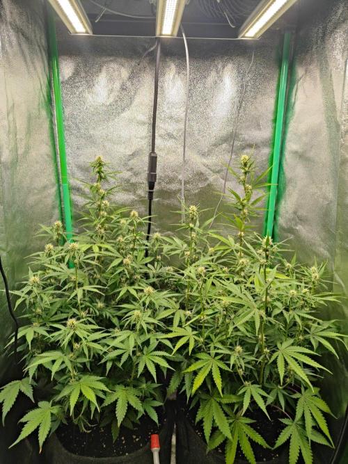 Apple Strudel & Orange Sherbet Auto. Week 7