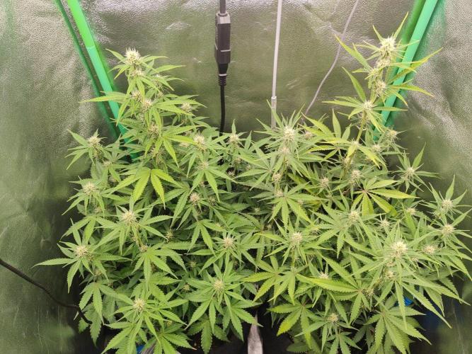 Apple Strudel & Orange Sherbet Auto. Week 7