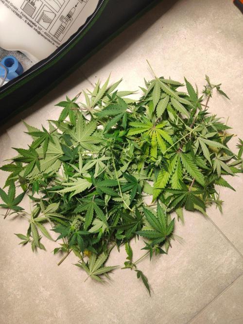 Apple Strudel & Orange Sherbet Auto. Week 7
