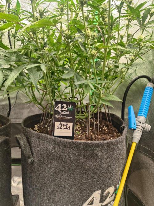 Apple Strudel & Orange Sherbet Auto. Week 7