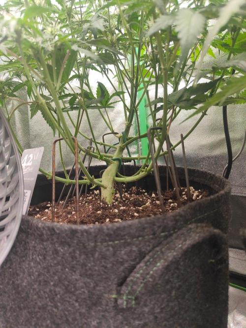 Apple Strudel & Orange Sherbet Auto. Week 7