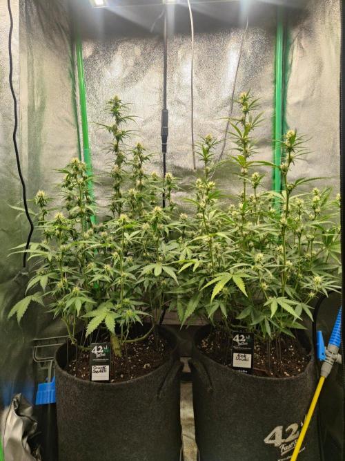 Apple Strudel & Orange Sherbet Auto. Week 7