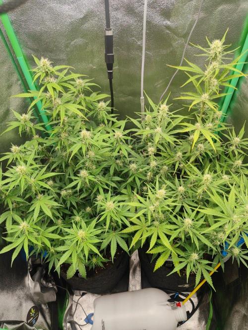Apple Strudel & Orange Sherbet Auto. Week 7