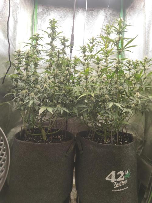 Apple Strudel & Orange Sherbet Auto. Week 7