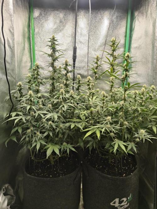 Apple Strudel & Orange Sherbet Auto. Week 7