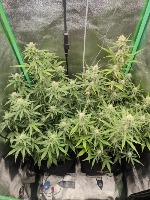 Apple Strudel & Orange Sherbet Auto. Week 7