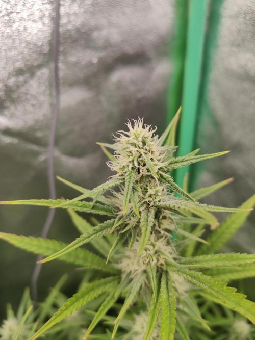 Apple Strudel & Orange Sherbet Auto. Week 7