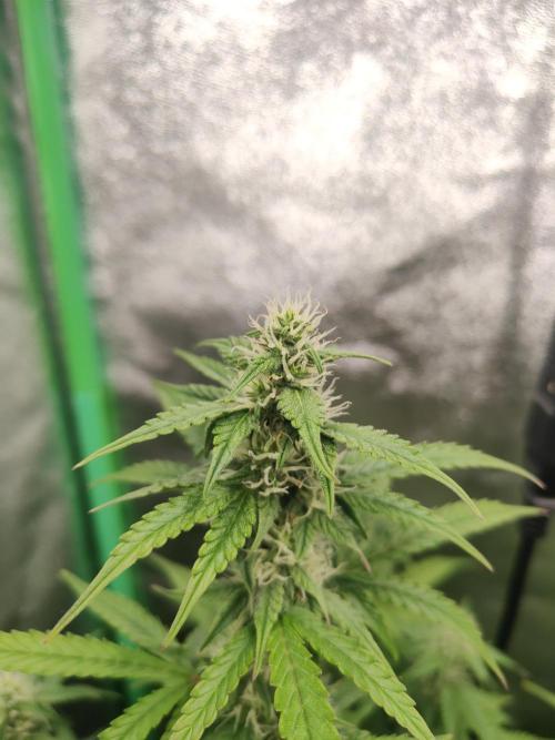 Apple Strudel & Orange Sherbet Auto. Week 7
