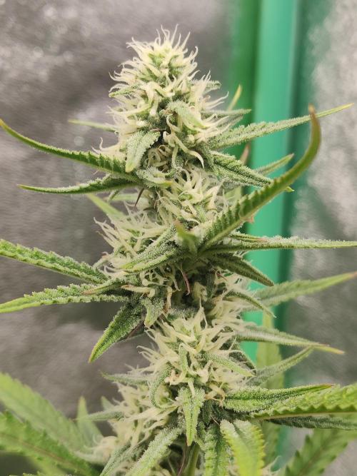 Apple Strudel & Orange Sherbet Auto. Week 8 - Apple