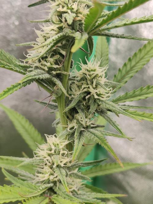 Apple Strudel & Orange Sherbet Auto. Week 8 - Apple