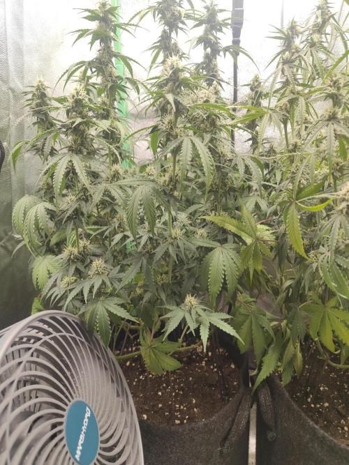 Apple Strudel & Orange Sherbet Auto. Week 8 - Orange