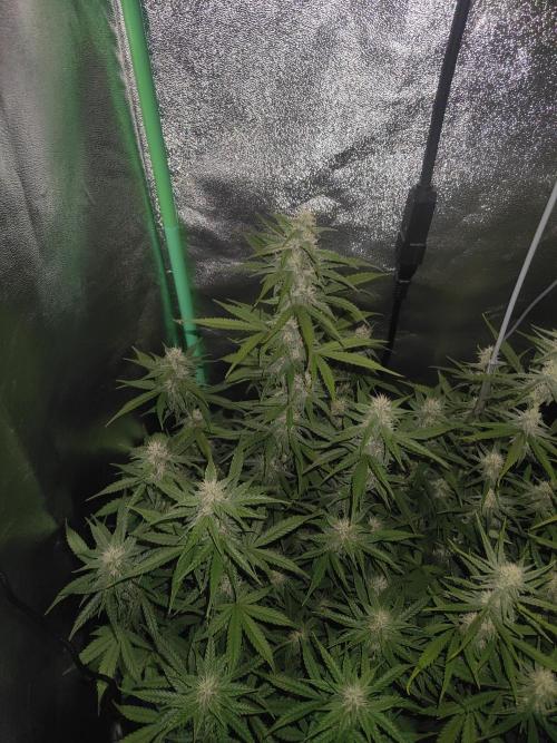 Apple Strudel & Orange Sherbet Auto. Week 8 - Orange