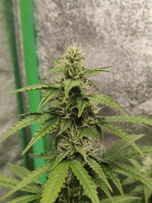 Apple Strudel & Orange Sherbet Auto. Week 8 - Orange
