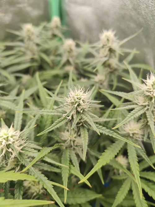 Apple Strudel & Orange Sherbet Auto. Week 8 - Apple