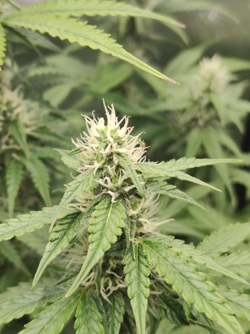 Apple Strudel & Orange Sherbet Auto. Week 8 - Orange