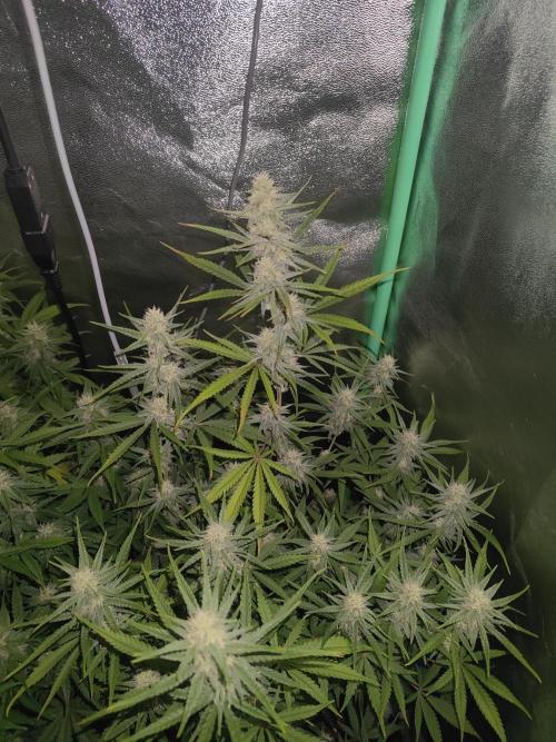 Apple Strudel & Orange Sherbet Auto. Week 8 - Apple