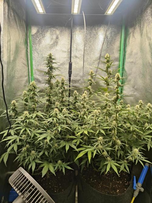 Apple Strudel & Orange Sherbet Auto. Week 8 - Gruppenfoto