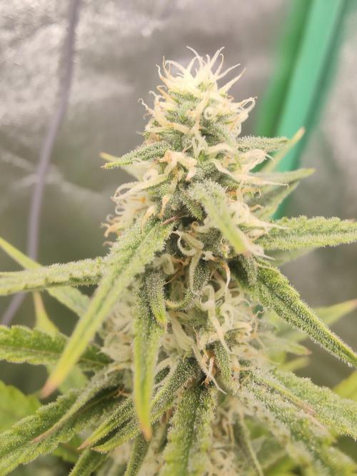 Apple Strudel & Orange Sherbet Auto. Week 8 - Apple