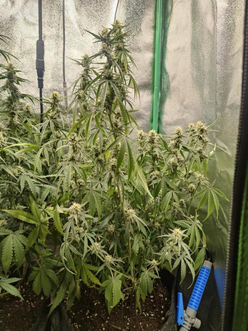 Apple Strudel & Orange Sherbet Auto. Week 8 - Apple