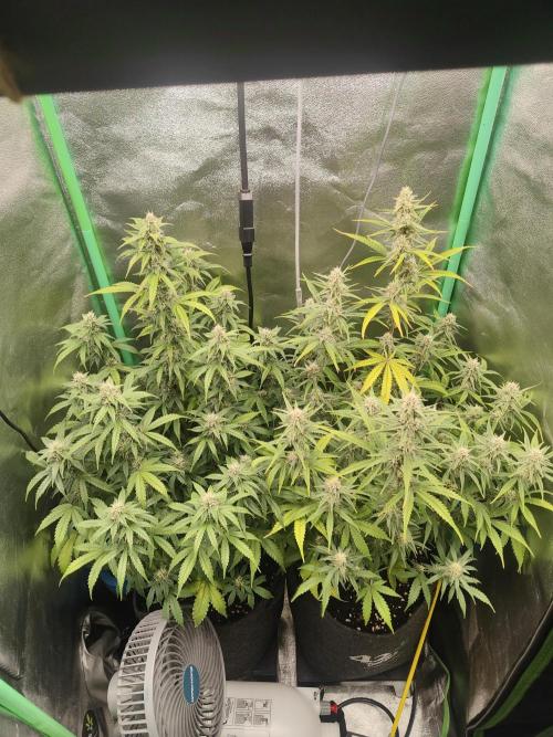 Apple Strudel & Orange Sherbet Auto. Week 8