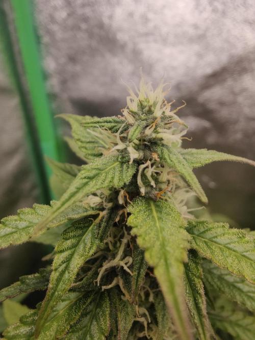 Apple Strudel & Orange Sherbet Auto. Week 8 - Orange