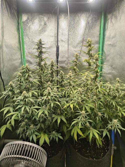 Apple Strudel & Orange Sherbet Auto. Week 8