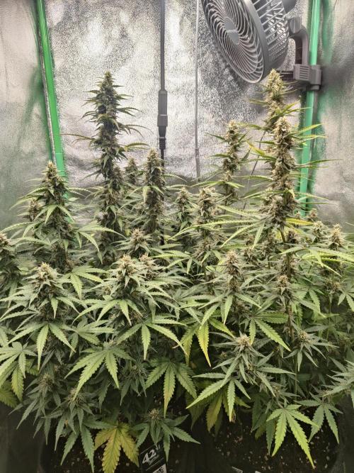 Apple Strudel & Orange Sherbet Auto. Week 9 - Gruppenfoto  