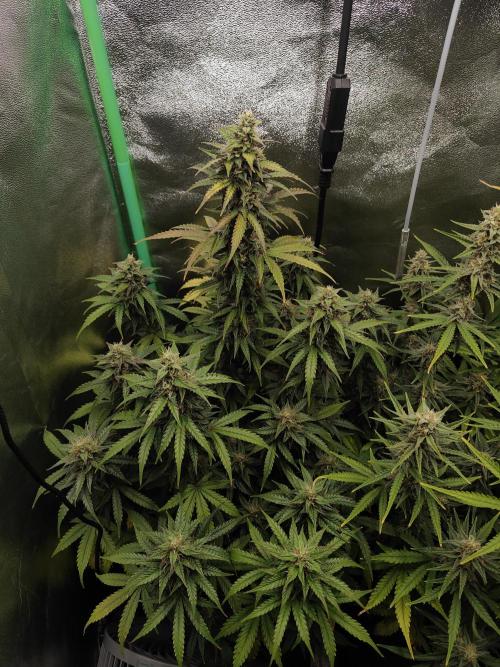 Apple Strudel & Orange Sherbet Auto. Week 9 - Die hübsche Dame Orange