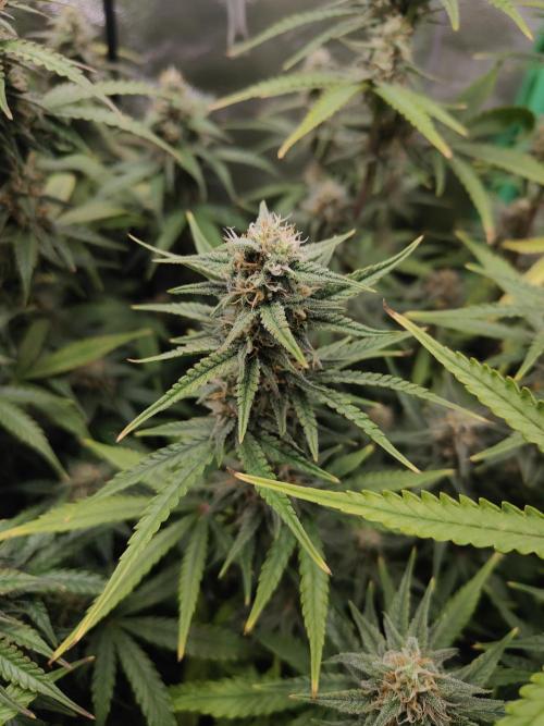 Apple Strudel & Orange Sherbet Auto. Week 9 - Apple