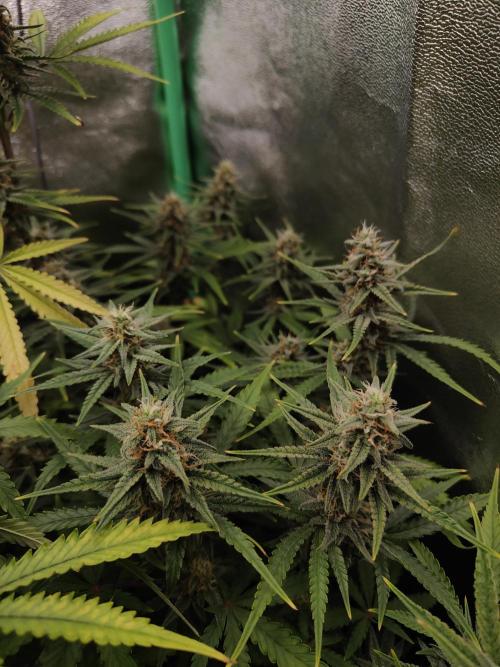 Apple Strudel & Orange Sherbet Auto. Week 9 - Apple